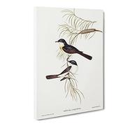 Restless Flycatcher Birds By Elizabeth Gould Canvas Print | Gallery Wrapped 30mm Frame Wall Art | 30x20 inches | Ready to Hang | Retro Bird Picture | Living Room Bedroom Lounge Office