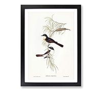Restless Flycatcher Birds by Elizabeth Gould Framed Print | A2 Black Framed Wall Art | Ready to Hang | Modern Nature Picture | Living Room Bedroom Lounge Office
