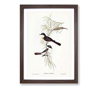 Restless Flycatcher Birds by Elizabeth Gould Framed Print | A2 Walnut Framed Wall Art | Ready to Hang | Modern Nature Picture | Living Room Bedroom Lounge Office