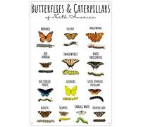 Retro Metal Tin Sign 8x12 inches Sizes Butterflies Caterpillars North America Chart Insect Poster Educational Classroom Nature Decor Identification Butterfly Stem Print Rustic Decor