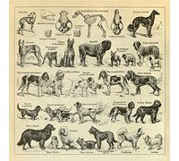 Retro Vintage Old Art Poster Print Pictures Pet Dogs Breeds Illustration Collection Identification Reference Chart Classic Wall Decor (50cm x 50cm)