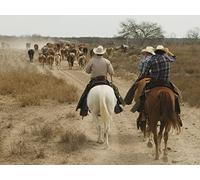 Revolutionary Cattle Drive
