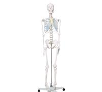 RGYBAO Life Size 176cm Anatomical Human Skeleton Model Human Bone Anatomy for Teaching Research and Educational Use Anatomical Skeleton