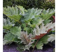Rheum Palmatum 'chinese Rhubarb' - 3 Litre Bareroot - Marginal Aquatic Pond Plant