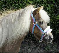 Rhinegold Turquoise Stripe Bright Striped Fur Trim Small Pony Headcollar