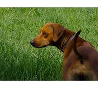 Rhodesian Ridgeback
