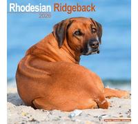 Rhodesian Ridgeback 2026 Calendar | Square Wall Calendar | Dog Breed Gift | Plastic Free Packaging | by Avonside Publishing