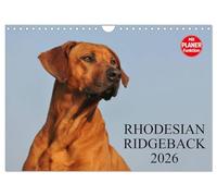 Rhodesian Ridgeback 2026 UK-Version (Wall Calendar 2026 DIN A4 Landscape), CALVENDO 12 Month Wall Calendar