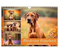 Rhodesian Ridgeback - Athlete with back ridge UK-Version (Wall Calendar 2026 DIN A4 Landscape), CALVENDO 12 Month Wall Calendar