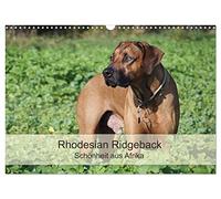 Rhodesian Ridgeback beauty from Africa UK-Version (Wall Calendar 2026 DIN A3 Landscape), CALVENDO 12 Month Wall Calendar