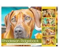 Rhodesian Ridgeback. Power and gentleness in perfect balance UK-Version (Wall Calendar 2026 DIN A3 Landscape), CALVENDO 12 Month Wall Calendar