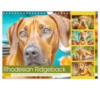 Rhodesian Ridgeback. Power and gentleness in perfect balance UK-Version (Wall Calendar 2026 DIN A4 Landscape), CALVENDO 12 Month Wall Calendar