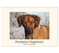 Rhodesian Ridgeback Power from South Africa UK-Version (Wall Calendar 2026 DIN A3 Landscape), CALVENDO 12 Month Wall Calendar