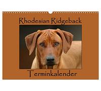 Rhodesian Ridgeback Terminology Calendar UK-Version (Wall Calendar 2026 DIN A3 Landscape), CALVENDO 12 Month Wall Calendar