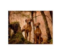 Rhodesian Ridgeback，Tin Signs Funny Vintage Metal Sign Plaqu Poster Wall Art Pub Bar Kitchen Garden Bathroom Home Decor(30x40cm）12x16 inch-AH67