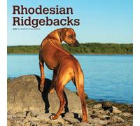 Rhodesian Ridgebacks 2025 12 X 24 Inch Monthly Square Wall Calendar Plastic-Free
