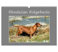 Rhodesian Ridgebacks UK-Version (Wall Calendar 2026 DIN A3 Landscape), CALVENDO 12 Month Wall Calendar