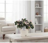 Rhodo Si Terra Nova Ceramic Lauren Pot Size 12 Cm Diameter 25 Rhododendron Azalea Indoor Houseplant