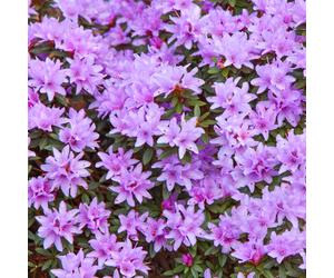 Rhododendron Blue Tit Evergreen Bushy Blue Flowering Dwarf Garden Shrub