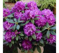 Rhododendron Catawbiense Grandiflorum Evergreen Shrub with Lilac Flowers and Orange Speckles Ideal for Borders, Pots and Patios