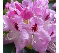 Rhododendron Delta Shrub 2L / 5L, 2L