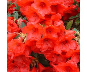 Rhododendron 'Elizabeth' evergreen shrub in pot | Hardy, bushy, deep green foliage with deep red spring flowers | 9CM_RHOELI_#1_GD