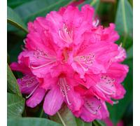 Rhododendron Germania Evergreen Outdoor Garden Shrub with Hot Pink Bell-shaped Flowers in Pot