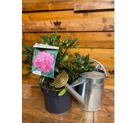 Rhododendron Goldfinger Evergreen Shrub Extra Large In 10 Litre Pot By Direct Plants