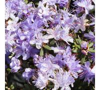 Rhododendron 'Impeditum' Evergreen Hardy Compact Garden Shrub Plant | 9cm Pot