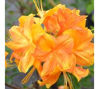 Rhododendron 'Klondyke' - Fragrant Flame Orange Flowers & Vibrant Autumn Foliage - 1x 4 Litre Potted Plant by Thompson & Morgan