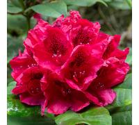 Rhododendron Lord Roberts Evergreen Outdoor Garden Shrub Red Flowering Pot Plant