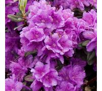 Rhododendron Ramapo Ericaceae - 1 Plant - Live Outdoor Shrub In 9cm Pot