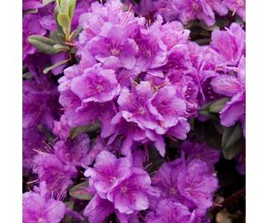 Rhododendron Ramapo Ericaceae - 1 Plant - Live Outdoor Shrub In 9cm Pot