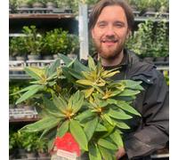 Rhododendron 'Vulcan's Flame' 3L Pot