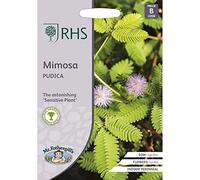 Rhs Mimosa Pudica Flower Seeds