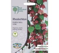 Rhs Rhodochiton Purple Bell Vine Flower Seeds