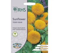 Rhs Sunflower Teddy Bear Seeds