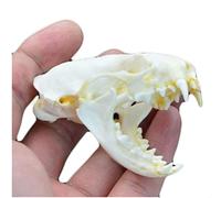 RHXWFDG Real Mink Skull Specimen - Animal Skull Model - for Taxidermy Supplies Art Bone Vet Medicine Office Bar Decoration Collection
