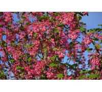 Ribes King Edward VII Garden Shrub Plant 2-3ft Large Supplied in a 5 Litre Pot Direct Plants Multi One Size