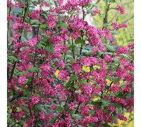 Ribes Sanguineum 'King Edward VII' Flowering Currant Deciduous Shrub 2L 30-40cm