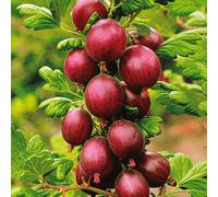 Ribes Uva-Crispa 'Hinnonmaki Red' Hardy Deciduous Gooseberry Shrub | 9Cm Pot