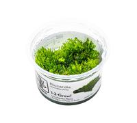 Riccardia chamedryfolia Moss Tropica 1-2-GROW