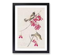 Rice Birds by John James Audubon Framed Print | A2 Black Framed Wall Art | Ready to Hang | Modern Nature Picture | Living Room Bedroom Lounge Office