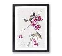 Rice Birds By John James Audubon Vintage Framed Print | A4 Black Framed Wall Art | Ready to Hang | Classic Nature Picture | Living Room Bedroom Lounge Office