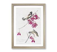 Rice Birds By John James Audubon Vintage Framed Wall Art Print, Ready to Hang Picture for Living Room Bedroom Home Office Décor, Oak A3 (34 x 46 cm)