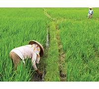 Rice, Silk, and Tea: South China's Peasants