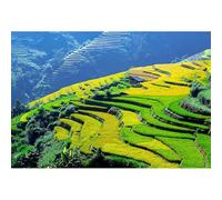 Rice Terraces Scenery Jigsaw Puzzle - 100(45.5x35.5cm) Piece Adult Puzzle, Layered Golden Yellow Intertwined with Emerald Green Pastoral Landscape