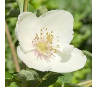Richard Jackson 1x Philadelphus Casa Azul 3l Pot
