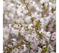 Richard Jackson 1x Prunus Kojo no Mai 2l pot