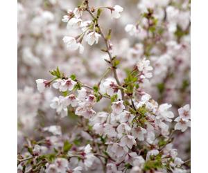 Richard Jackson 1x Prunus Kojo no Mai 2l pot